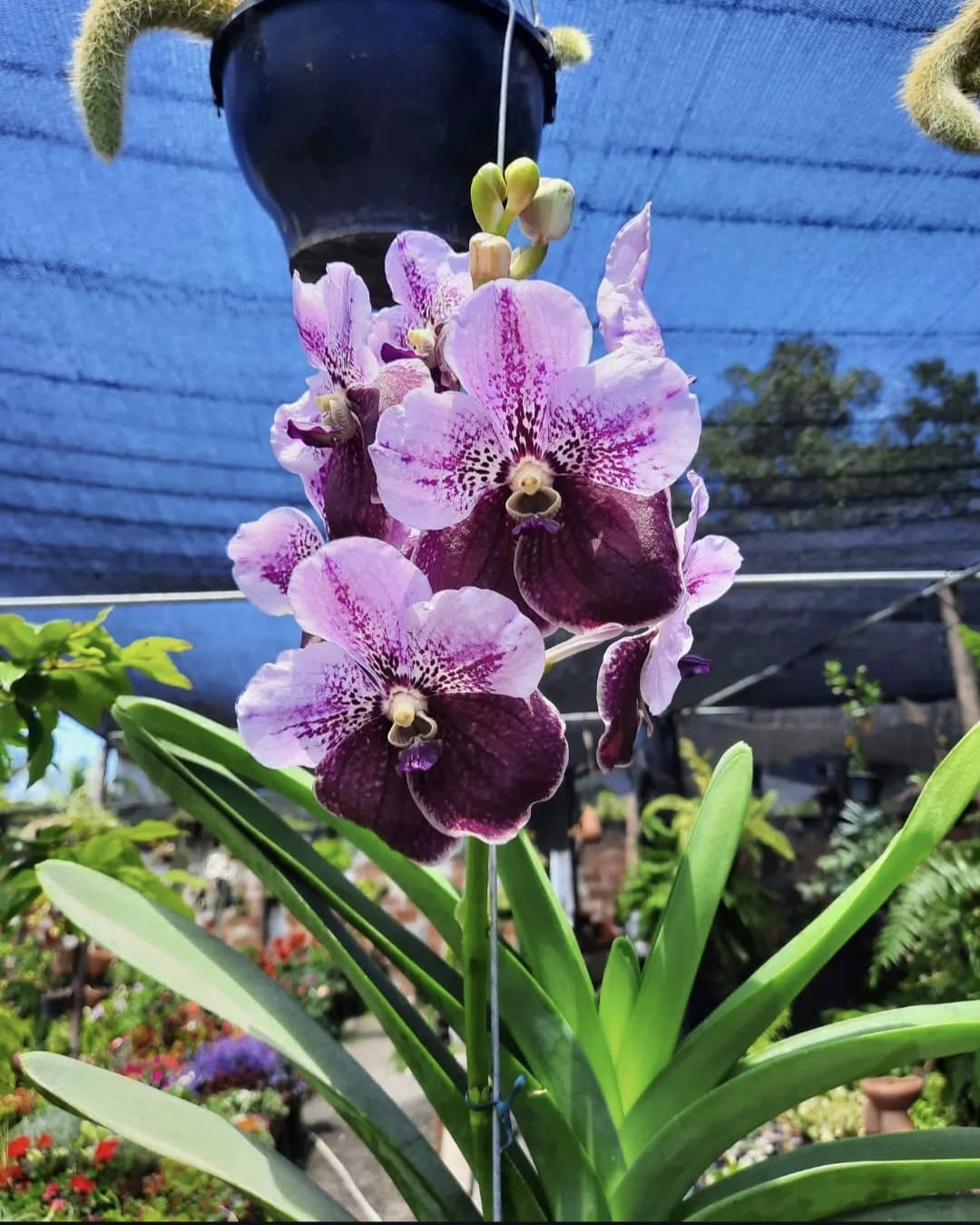 Vanda Roxa